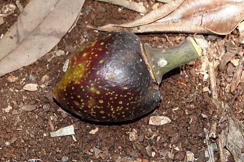 Ficus watkinsiana