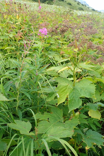 Filipendula camtschatica