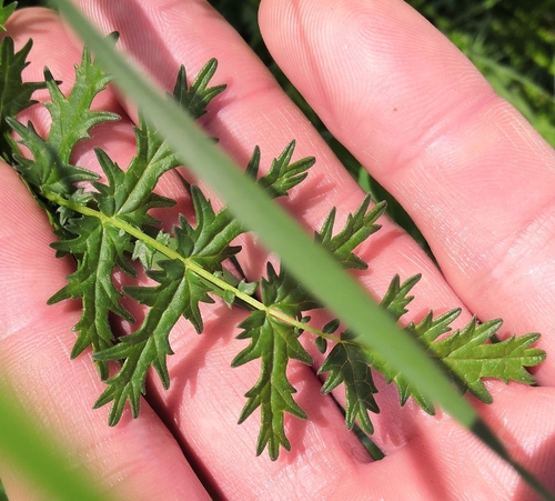 Filipendula hexapetala