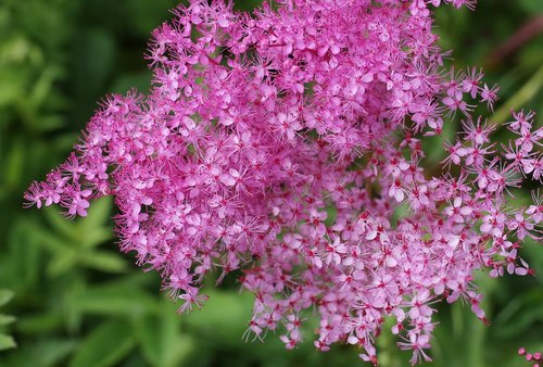 Filipendula multijuga