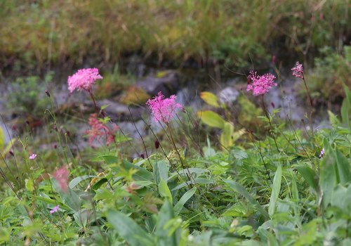 Filipendula multijuga