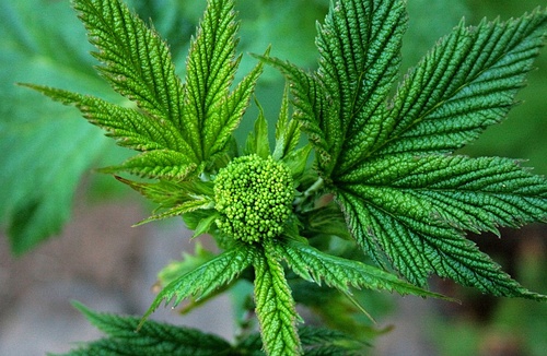 Filipendula ulmaria