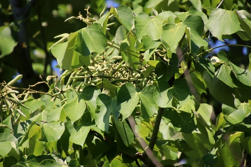 Firmiana simplex