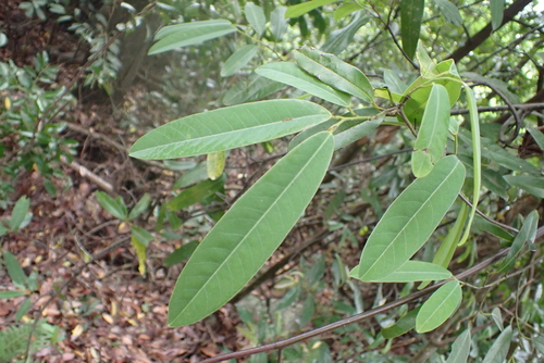 Fissistigma uonicum
