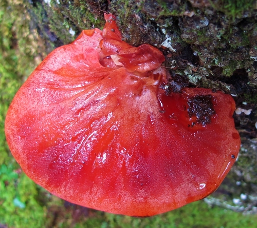 Fistulinaceae