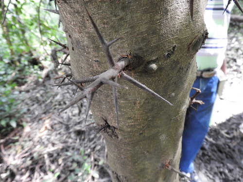Flacourtia flavescens