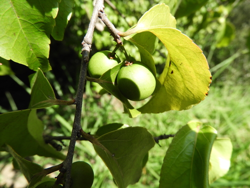 Flacourtia flavescens