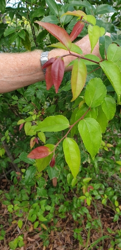 Flacourtia jangomas