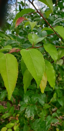 Flacourtia jangomas