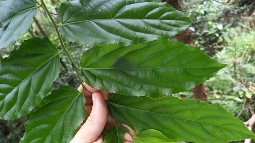 Flacourtia rukam