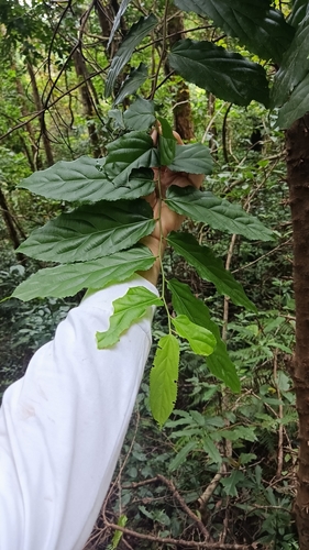 Flacourtia rukam