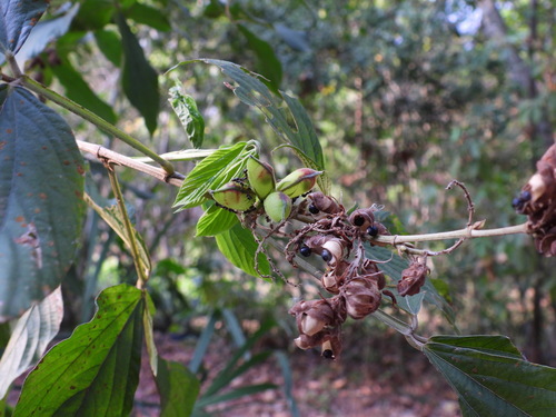 Flemingia macrophylla