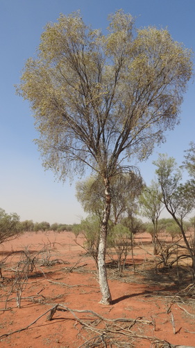 Flindersia maculosa