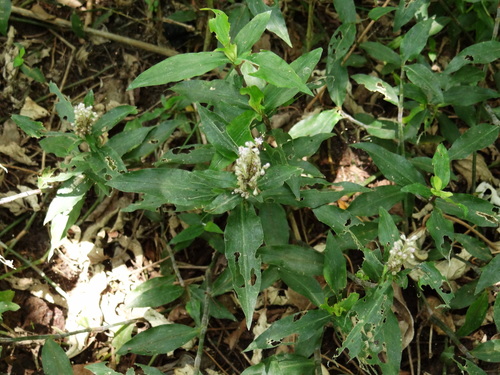 Floscopa scandens