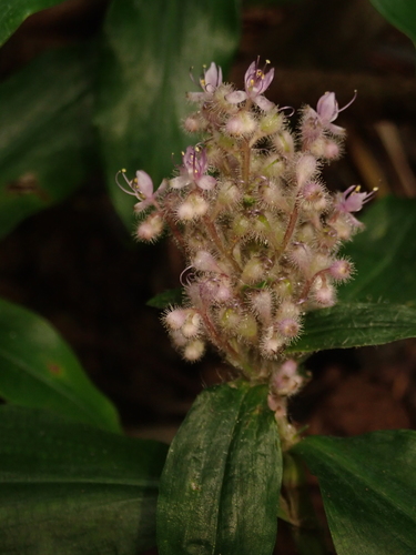 Floscopa scandens