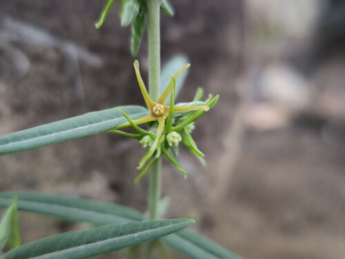 Fockea angustifolia