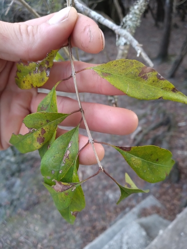 Forestiera acuminata