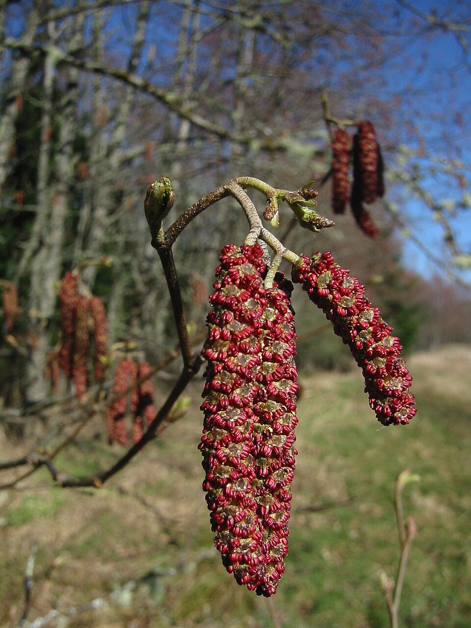 Forma rubra
