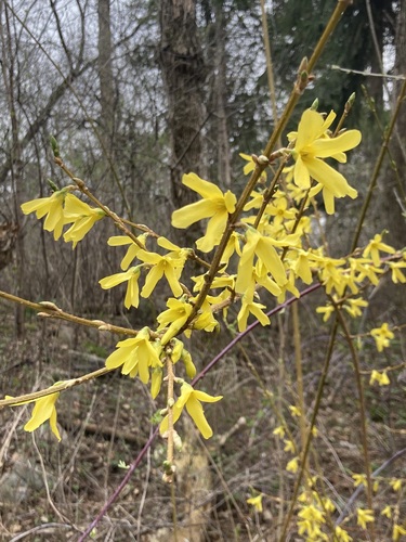 Forsythia suspensa