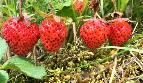 Fragaria chiloensis