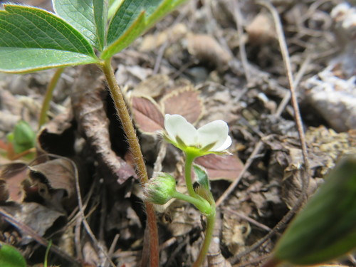Fragaria glauca