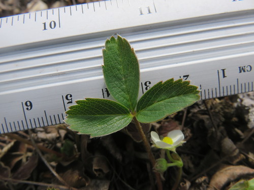 Fragaria glauca