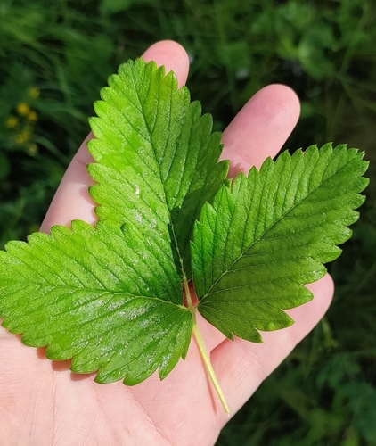 Fragaria moschata