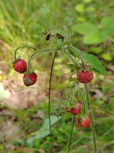 Fragaria moschata