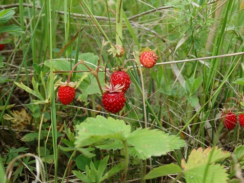 Fragaria vesca