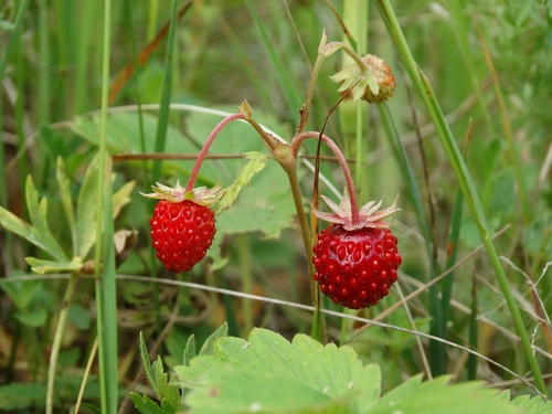 Fragaria vesca
