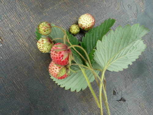 Fragaria viridis