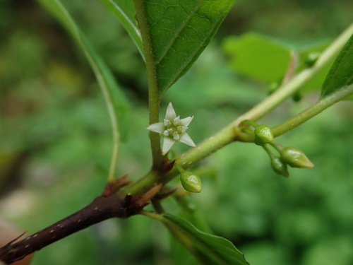Frangula alnus