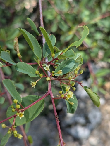 Frangula rubra subsp. rubra