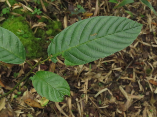 Frangula sphaerosperma