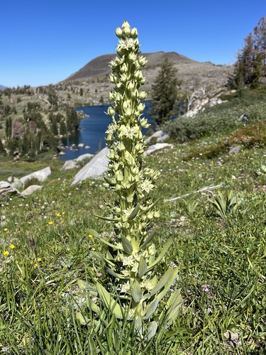 Frasera speciosa