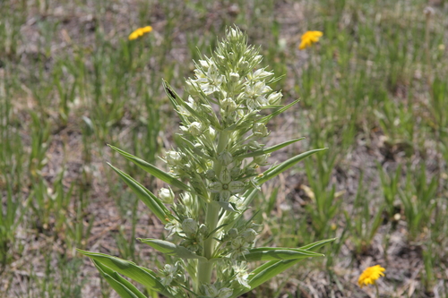 Gentianaceae