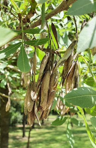 Fraxinus angustifolia