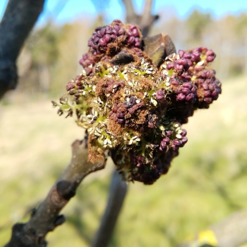 Fraxinus excelsior