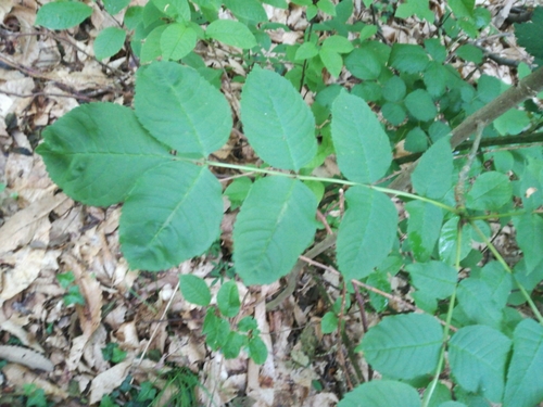 Fraxinus ornus