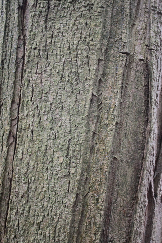 Fraxinus ornus