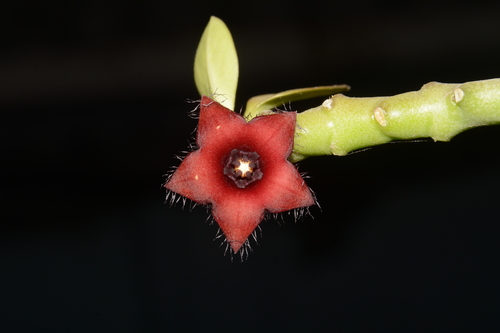 Frerea indica