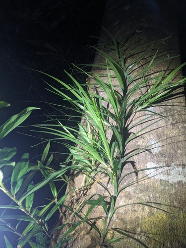 Freycinetia excelsa