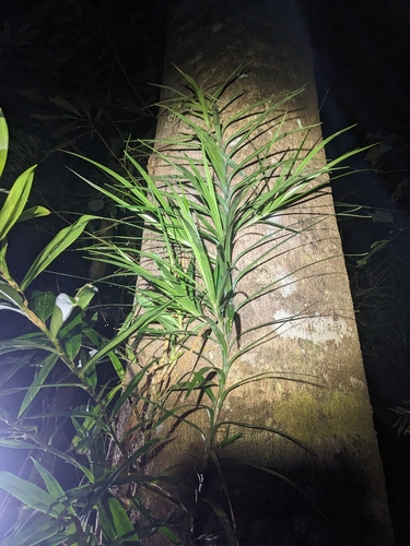 Freycinetia excelsa
