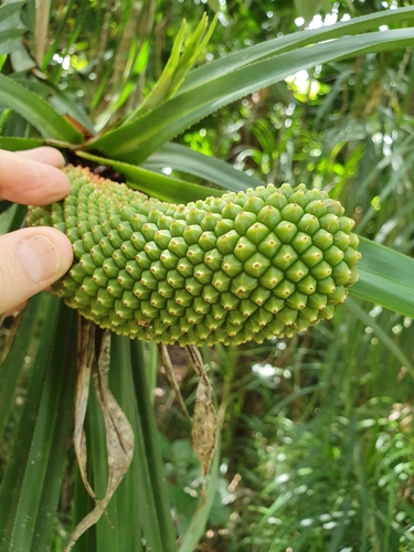 Freycinetia percostata