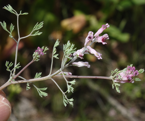 Fumaria vaillantii
