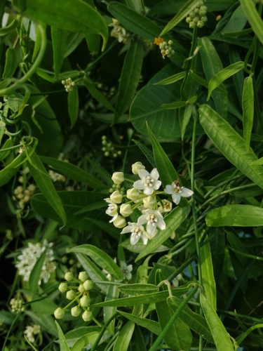 Funastrum clausum