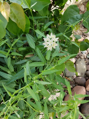 Funastrum lineare