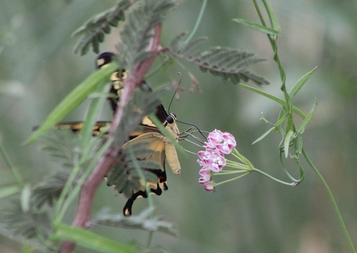 Funastrum lineare