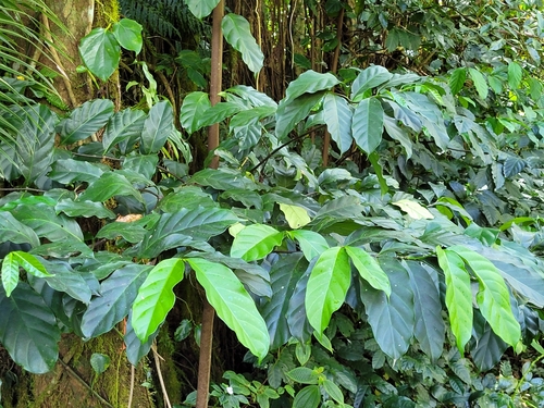 Funtumia elastica