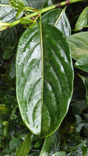 Gaertnera paniculata
